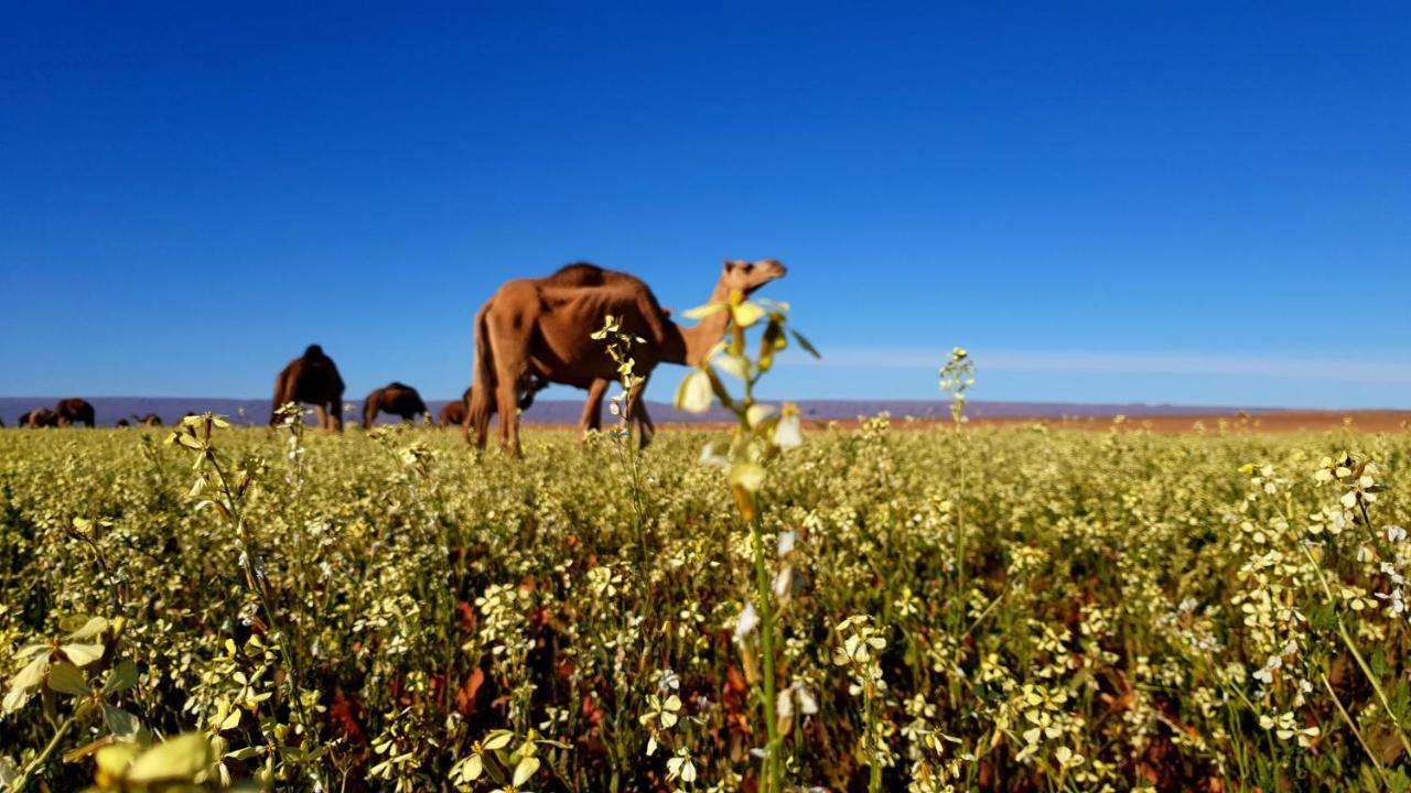 Sahara Luxury Camp Vip Hotel Merzouga Buitenkant foto